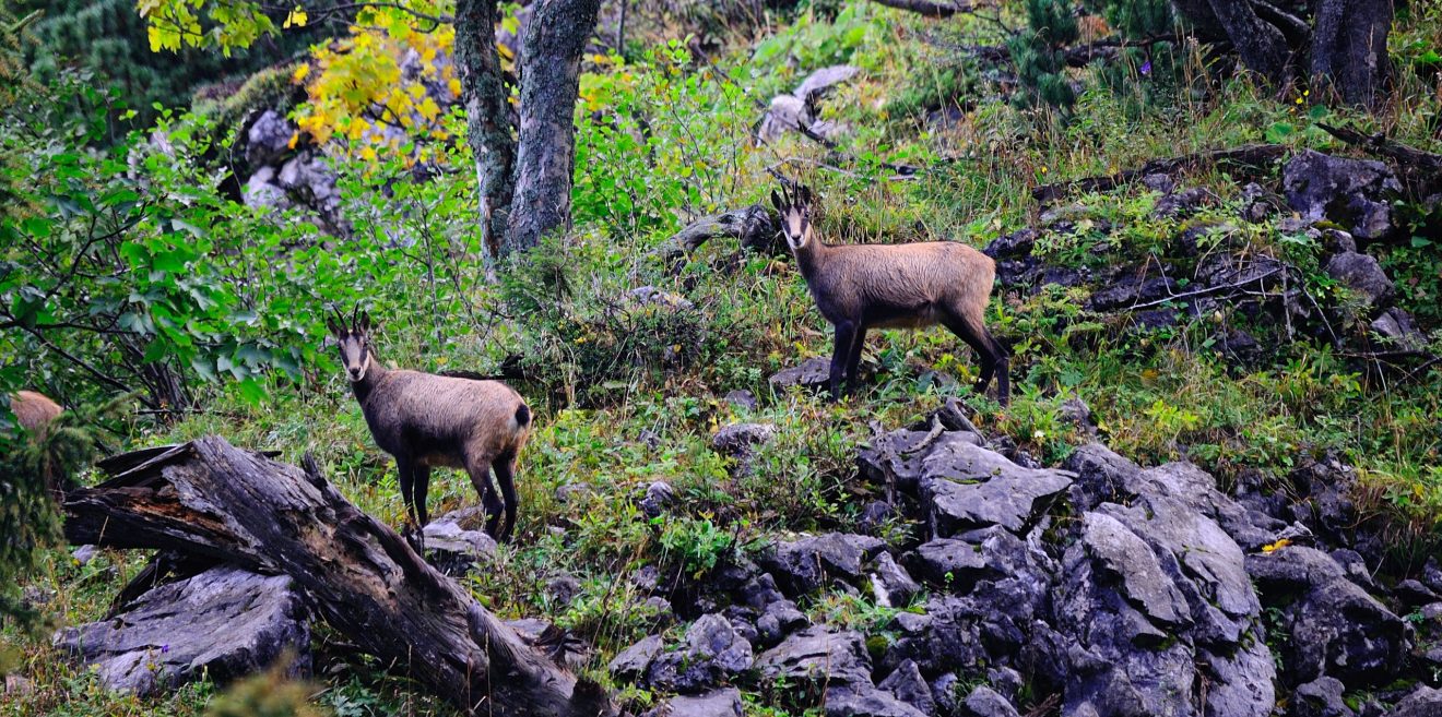 Wildes Bayern beschreitet juristisches Neuland für Wildtiere