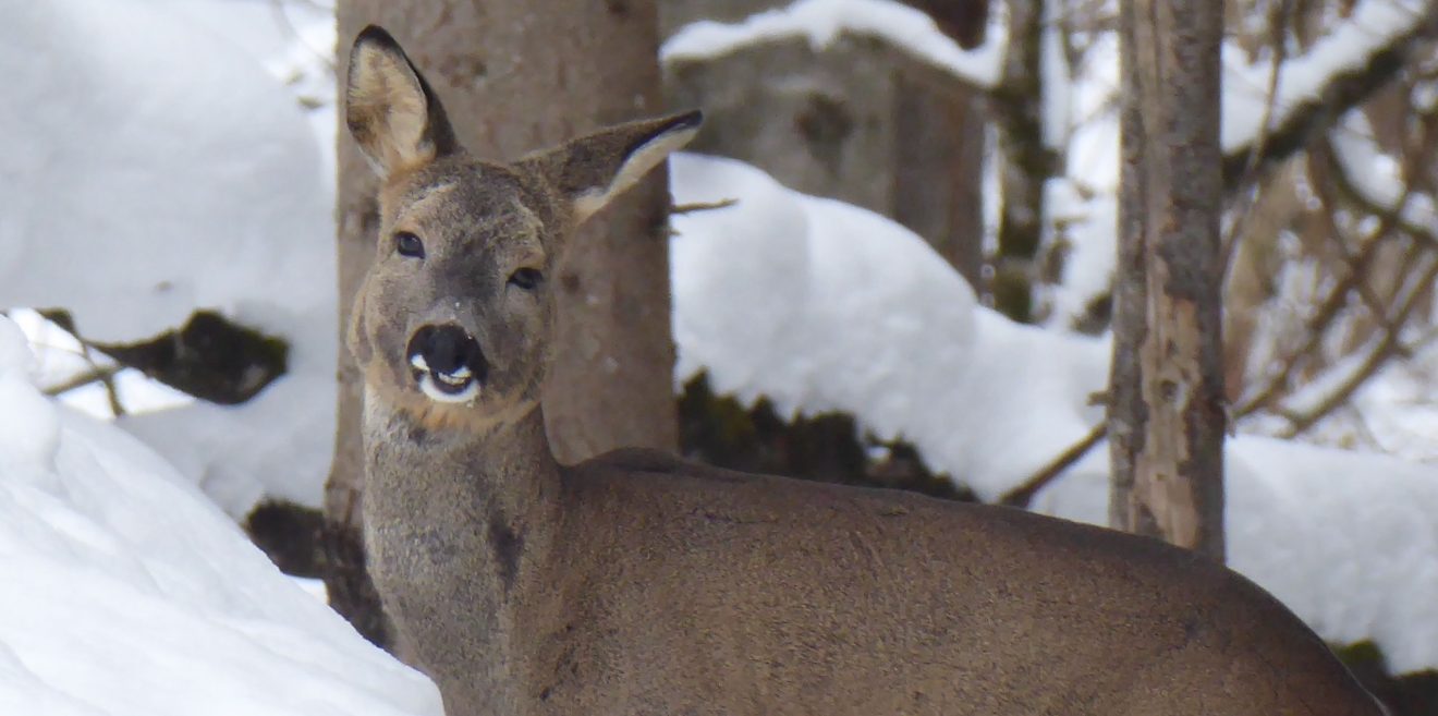 (c)Wildes Bayern - Monika Baudrexl - Reh im Schnee (März)