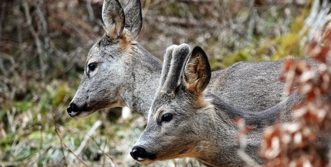 Erfolg für Wildes Bayern: Schonzeit für Rehe in Altötting bleibt!