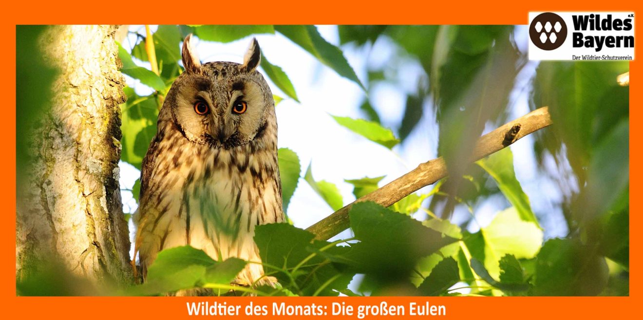 Wildtier des Monats - diese Woche: Die ＂großen＂ Eulen