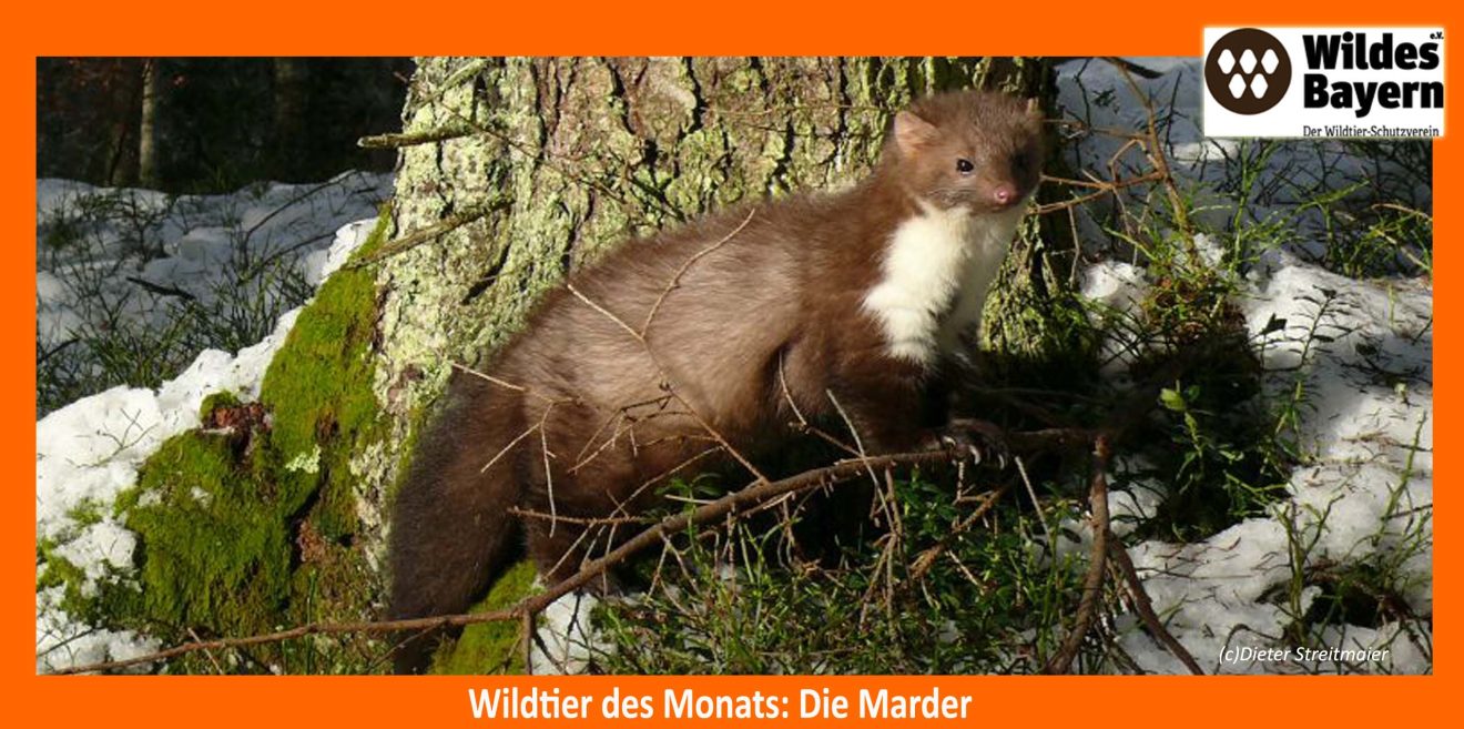 Unser Wildtier des Monats: Die Marder - schlank, schnell, geschickt