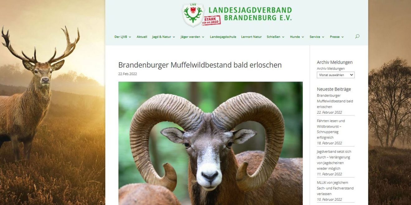 Landesjagdverband schlägt Alarm: Muffel in Brandenburg vor dem Aus