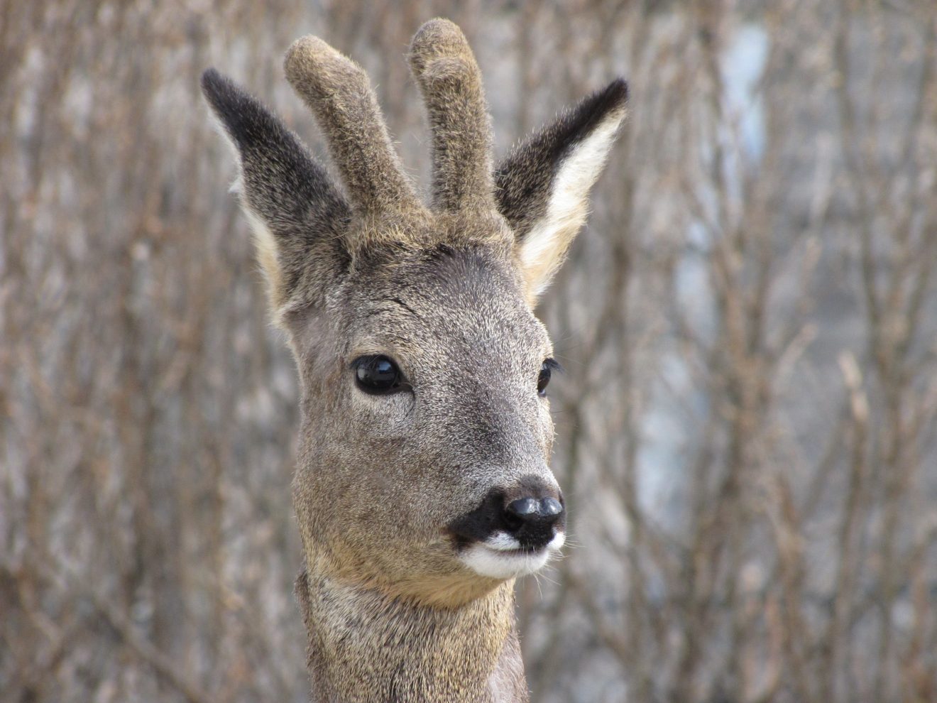 Wildes Bayern schafft Schonfrist für Kitze in Pfaffenhofen