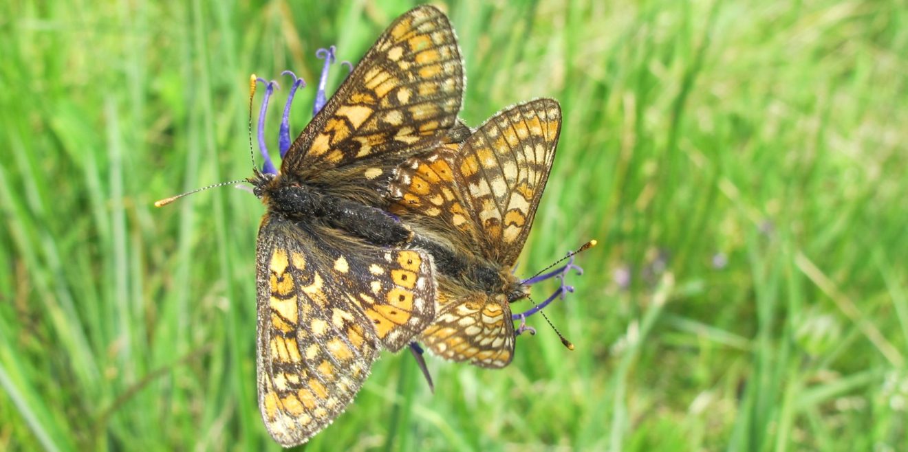 Tödlicher Gift-Cocktail – Vom Kampf gegen das Insektensterben