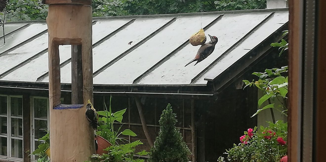 Auch der fitte Vogel dankt den Wurm