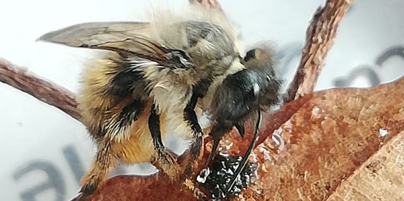 Deutsche Wildtier Stiftung - Endlich Frühlingsanfang! Hummeln sind die ersten Bestäuber des Jahres!