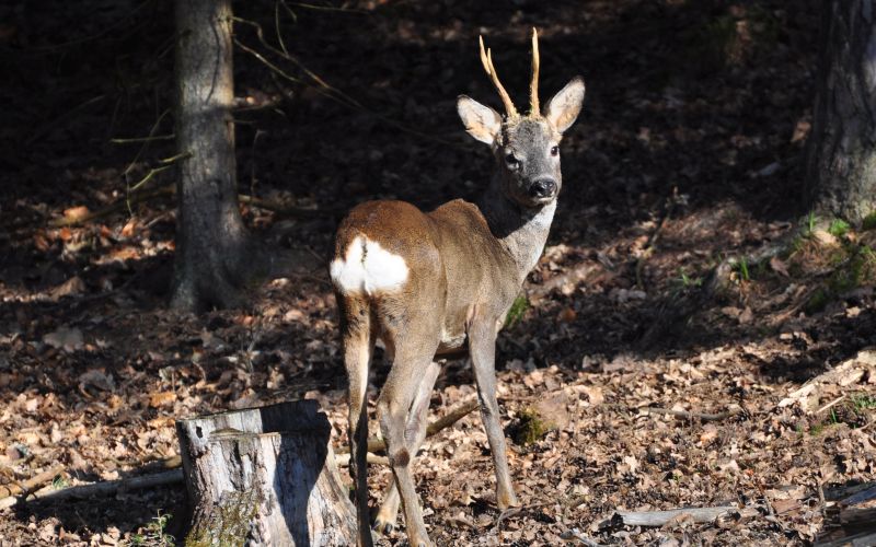 Ein Rehbock dreht sich auf dem Weg in den herbstlichen Wald zum Betrachter um