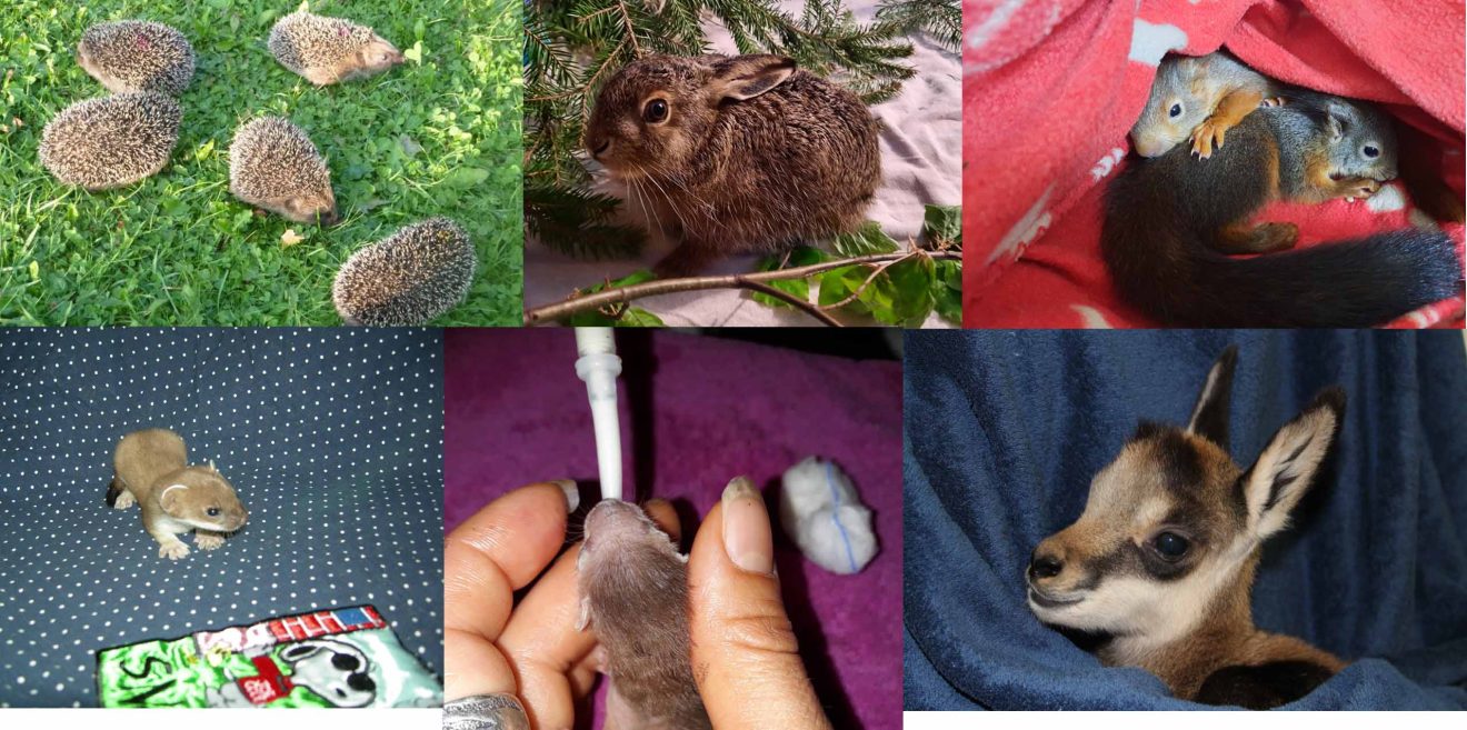 Wer hilft Wildtierjunge aufzuziehen - Tierheim Garmisch