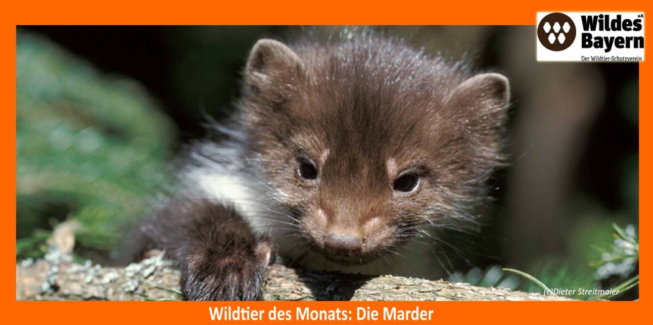 Wildtier der Woche: Der Steinmarder