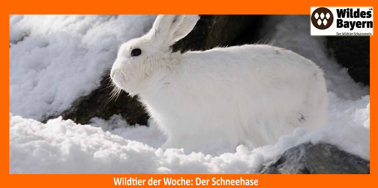 Der Alpenschneehase – ein Chamäleon auf großem Fuß