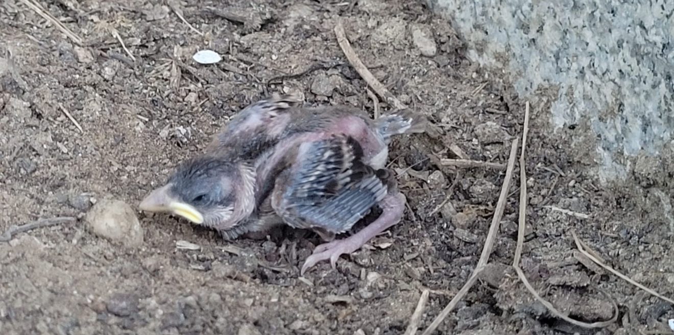 Wildtierhilfe: Jungvogel gefunden - das könnt Ihr tun