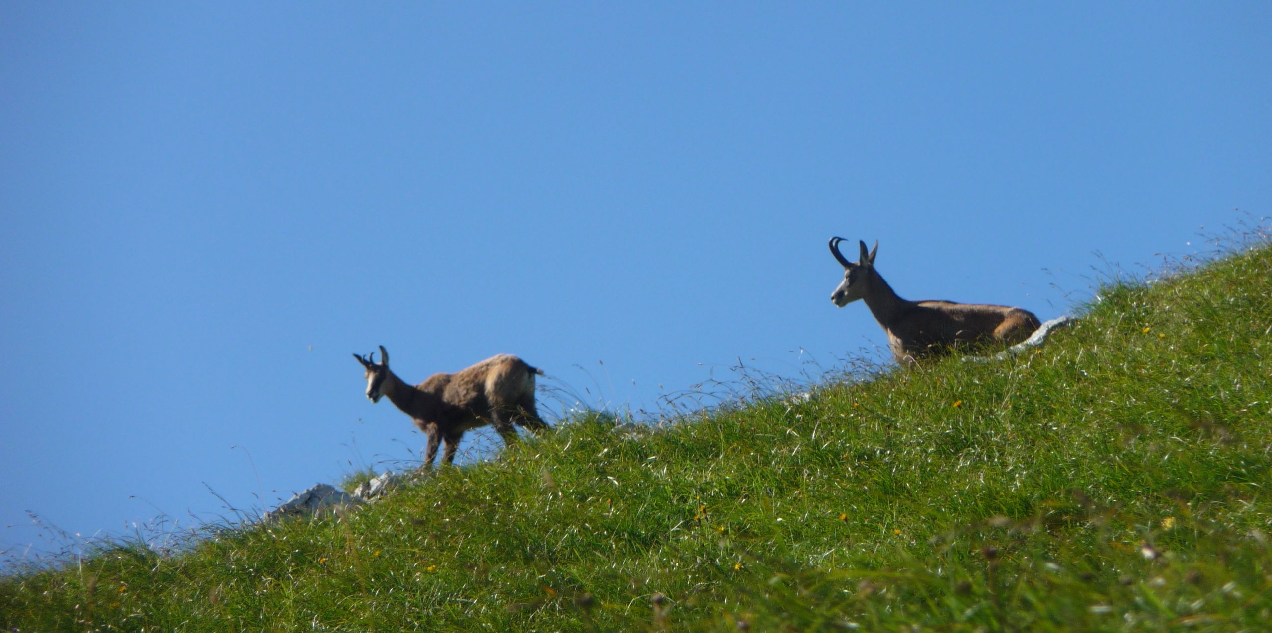 Zwei Gämsen ziehen über einen grasbewachsenen Grat vor blauem Himmel