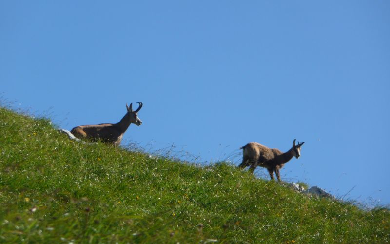 Zwei Gämsen ziehen über einen grasbewachsenen Grat vor blauem Himmel