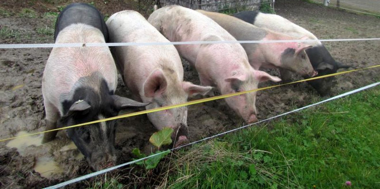 Schweine-Welt, oder: Haben Tiere Moral?