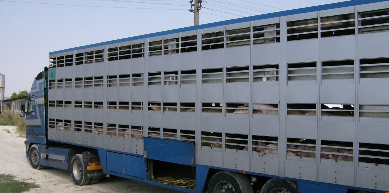 Lebendtiertransporte in Krisenstaaten verbieten