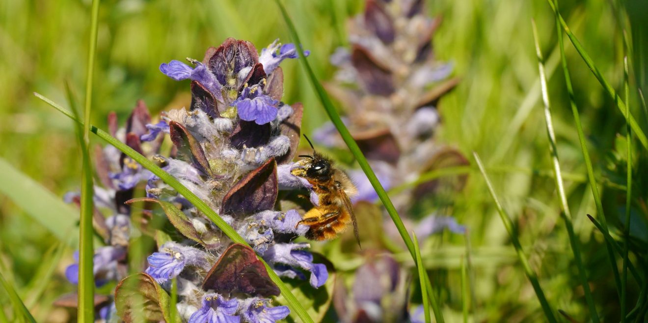 So wollen Wildbienen wohnen