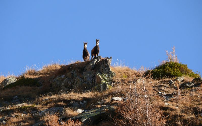Zwei Gämsen schauen von einem Felsvorsprung auf den Betrachter herunter