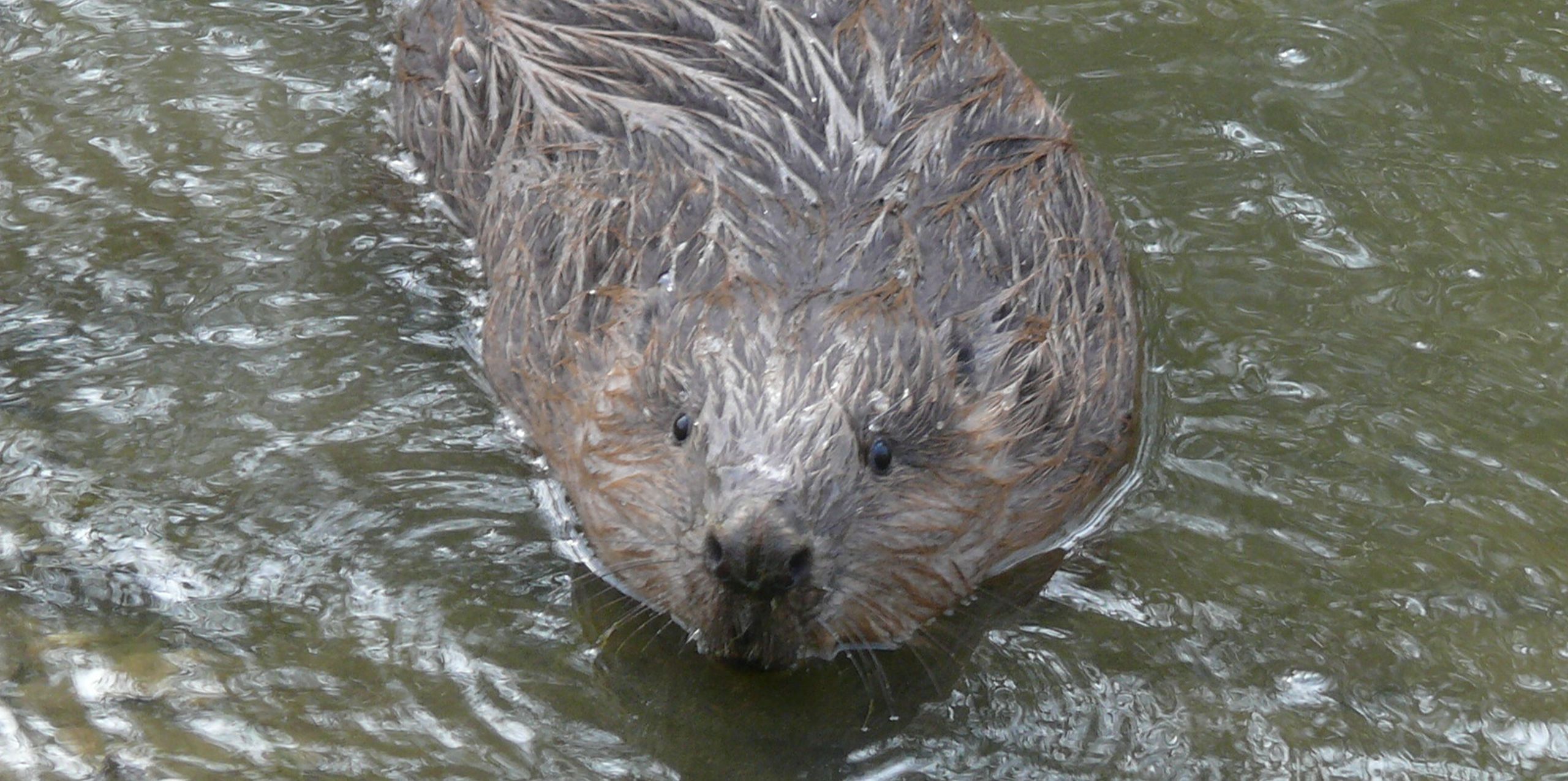 Ein großes braunes Nagetier mit kleinen Augen und kaum wahrnehmbaren Ohren schwimmt im Wasser auf den Betrachter zu.