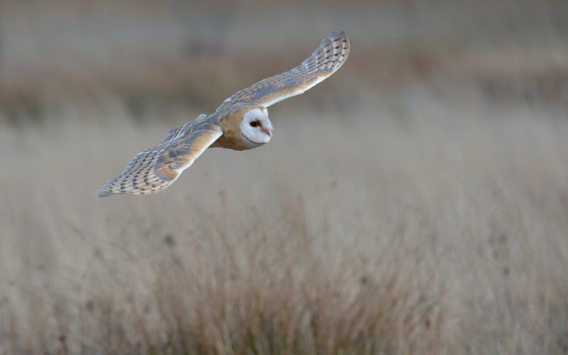 Eine Schleiereule fliegt mit ausgebreiteten Flügeln über ein Feld