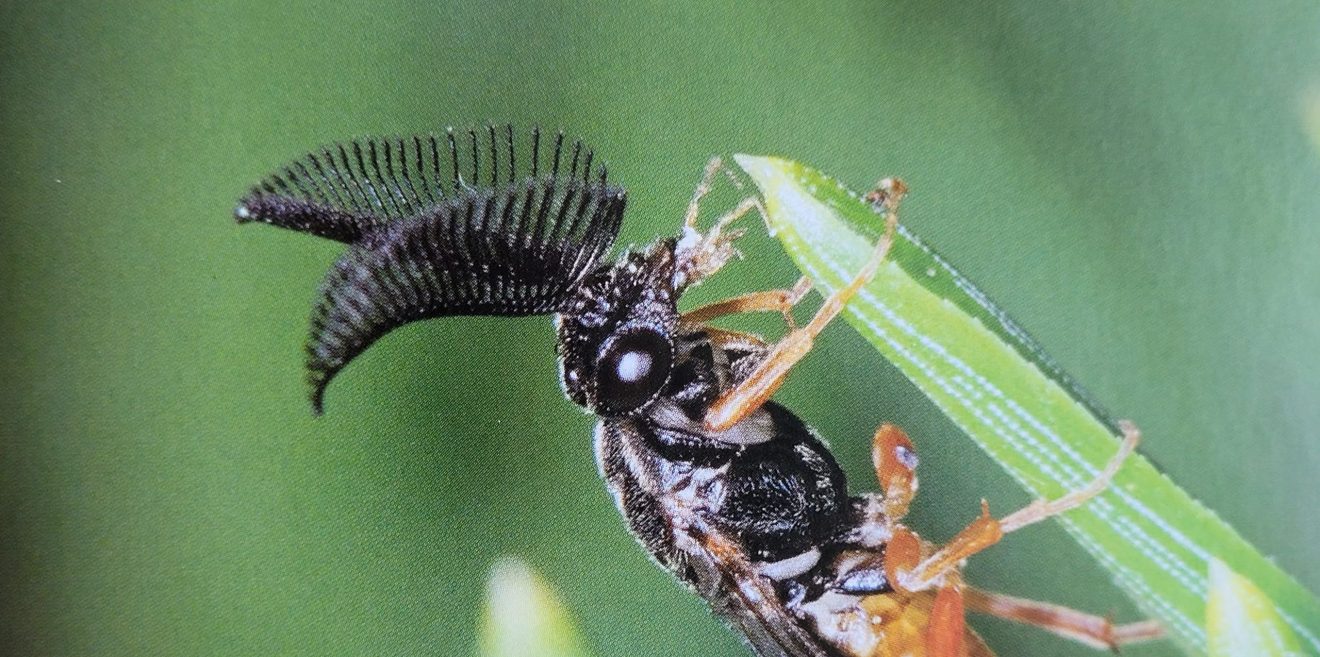 Studie entdeckt: Insektensterben auch im Wald