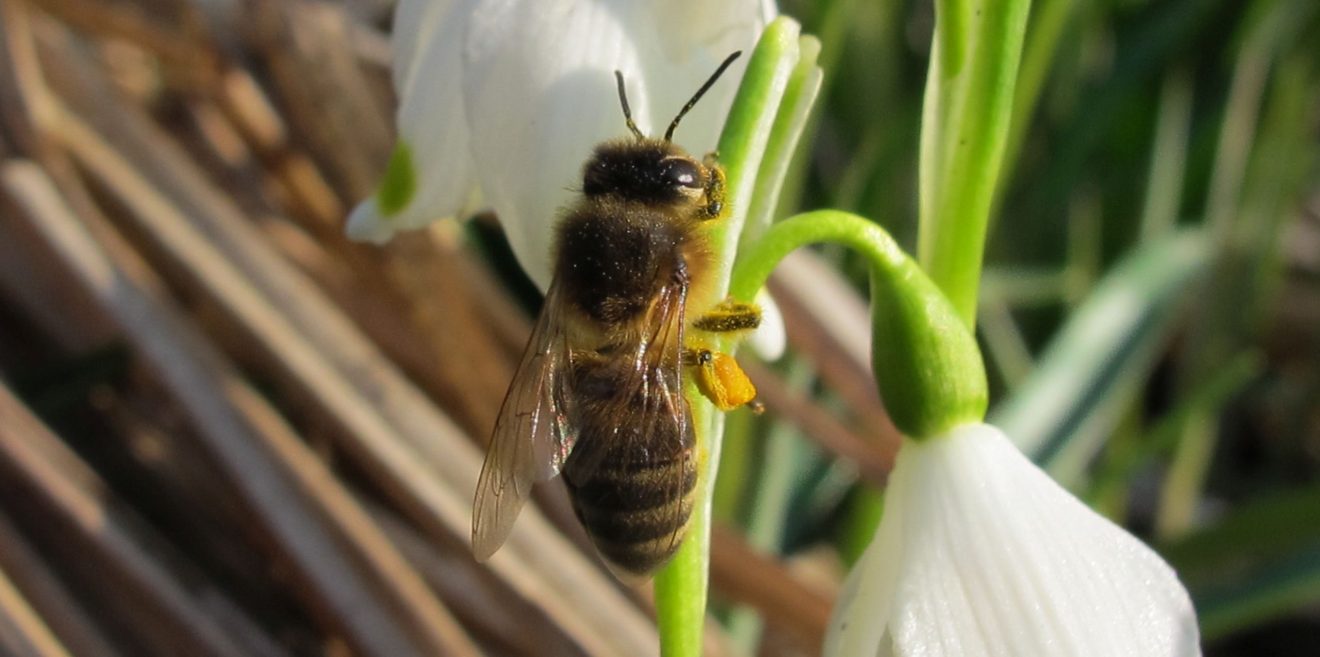 Fragestunde Wildbienen - Online-Veranstaltung vom ANL