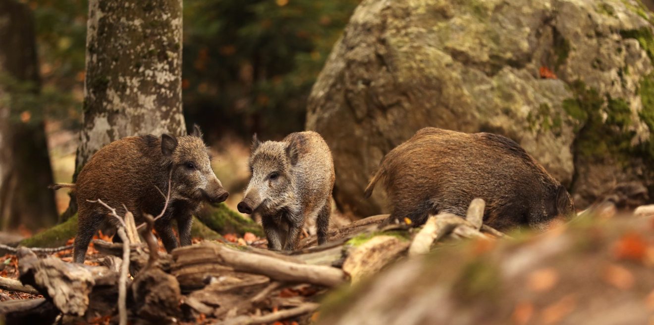 Tierschutzwidriger Saufang von Ministerien propagiert!