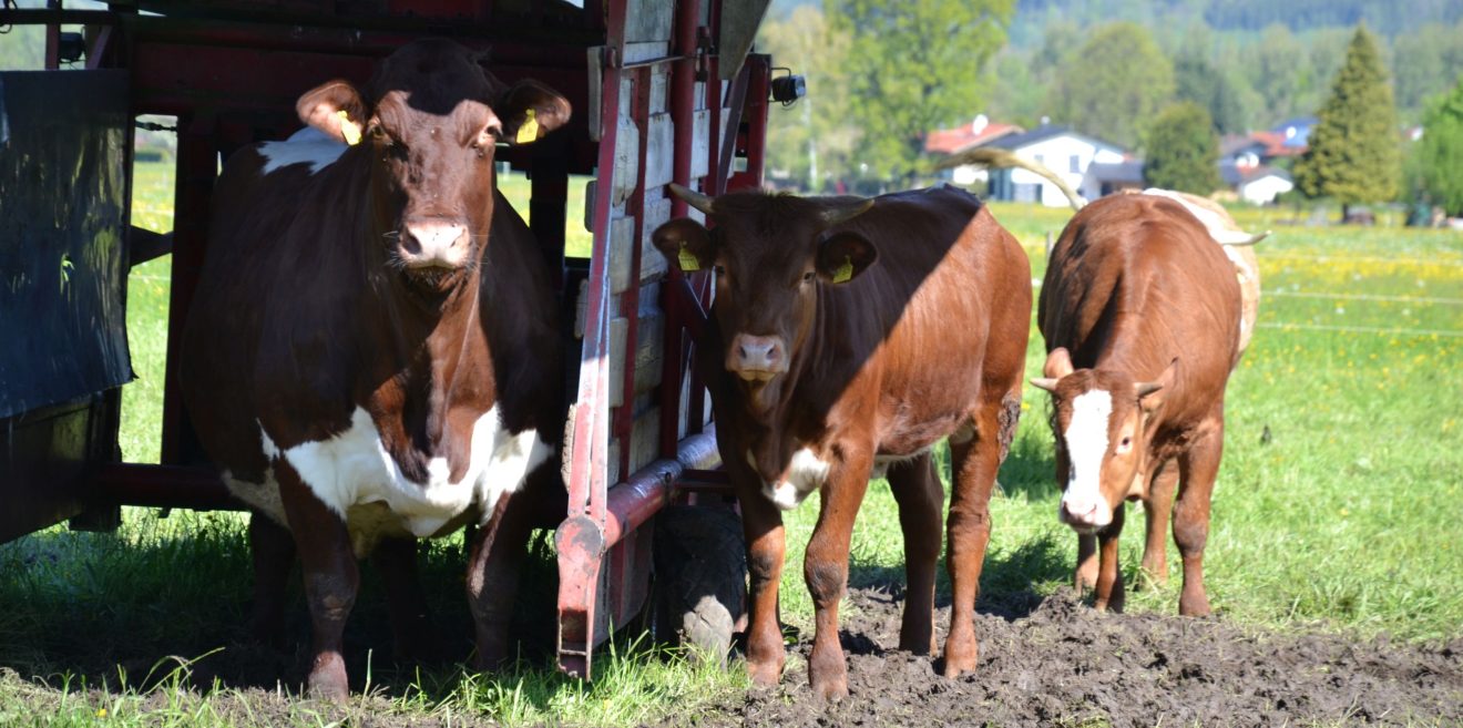 Mit einem Steak und Nudelsuppe die Natur verbessern!