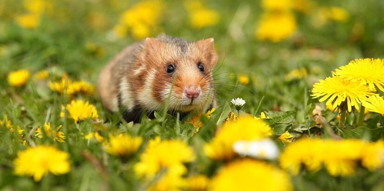 Die Deutsche Wildtier Stiftung und das Projekt ＂Feldhamsterland＂