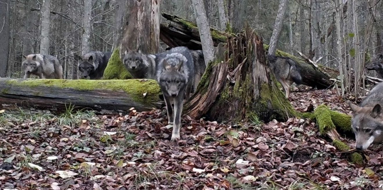 Packende Forschung zu Wölfen im Naliboki Forest