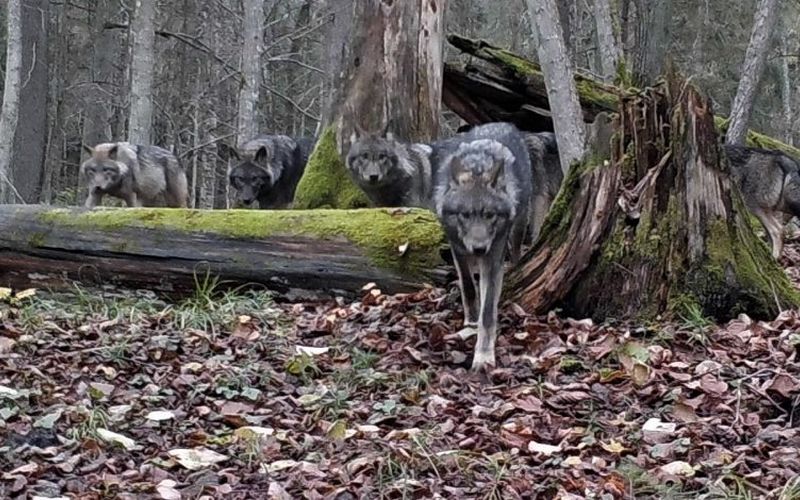 Packende Forschung zu Wölfen im Naliboki Forest – Wildes Bayern e.V.