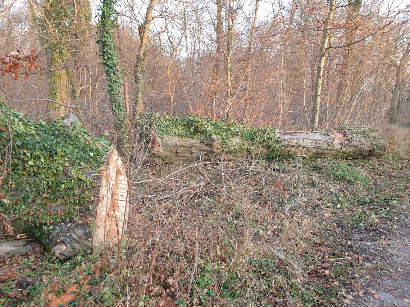 Verstöße gegen FFH-Waldschutz in Rheinland-Pfalz