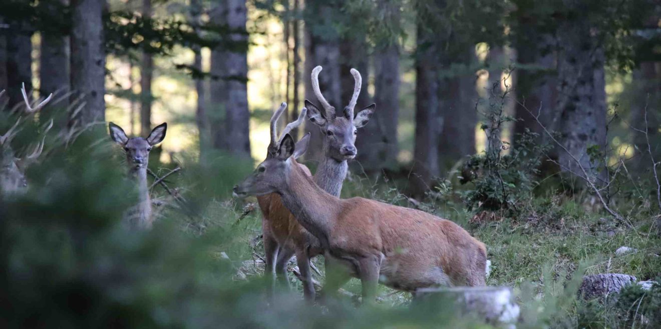 Garmisch: Wildes Bayern stoppt vorzeitige Rotwildjagd
