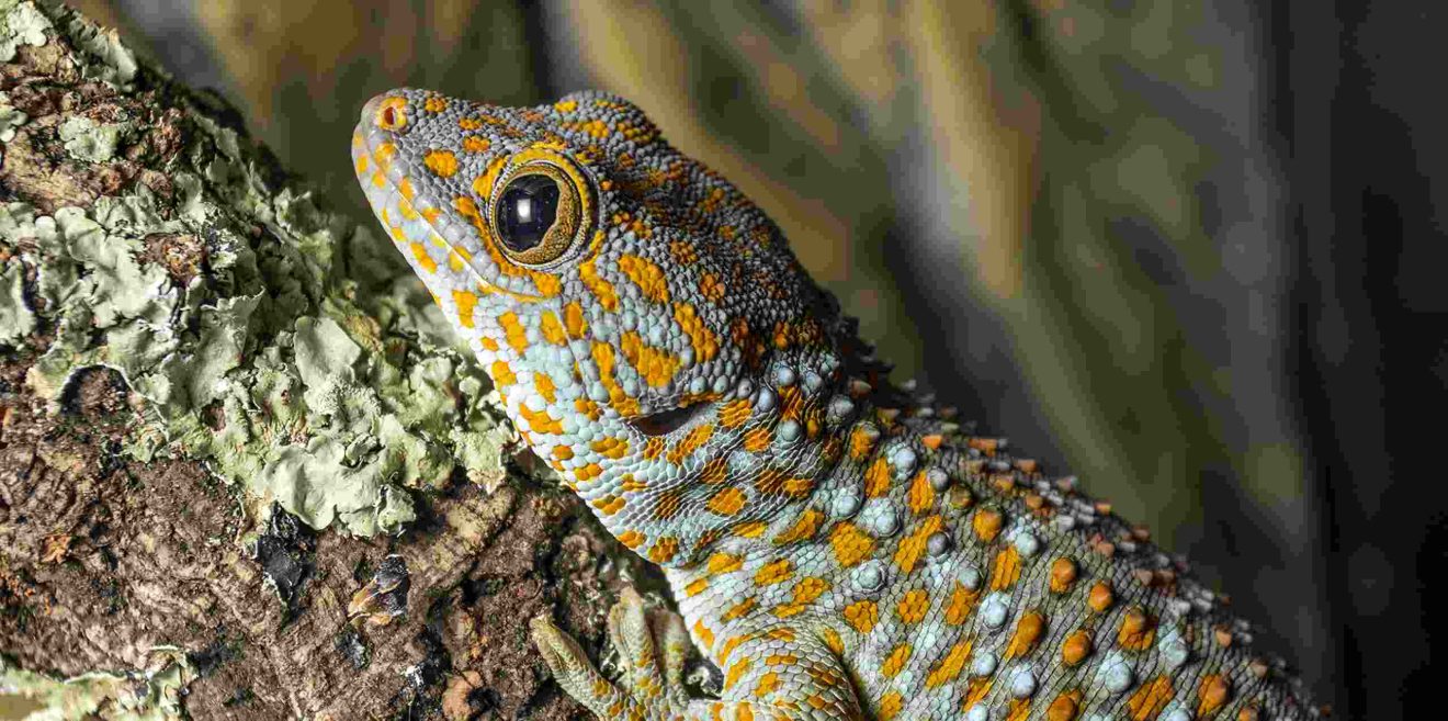 Geckos: Duftabgleich statt Blick in den Spiegel
