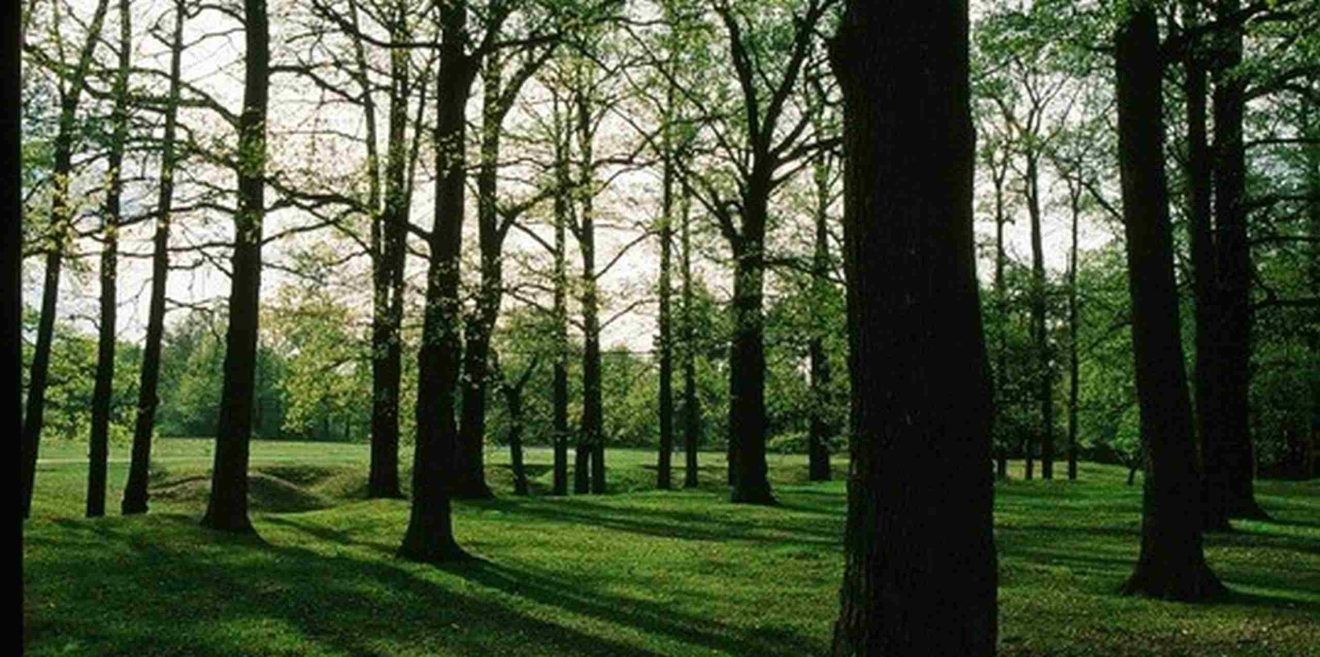 Mittelalterlichen Hutewald – Umweltstiftung setzt auf Maschinen statt auf Natur