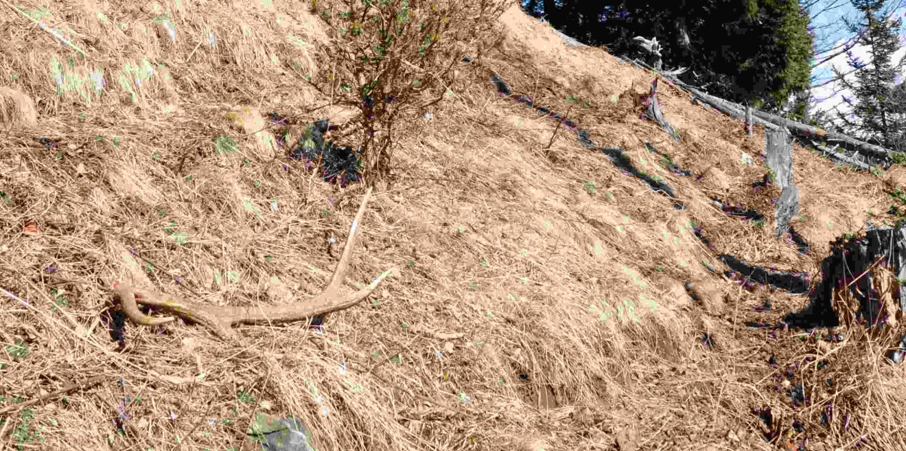 Deutsche Wildtier Stiftung ＂Wer Abwurfstangen sammelt, stört Wildtiere und schädigt den Wald＂