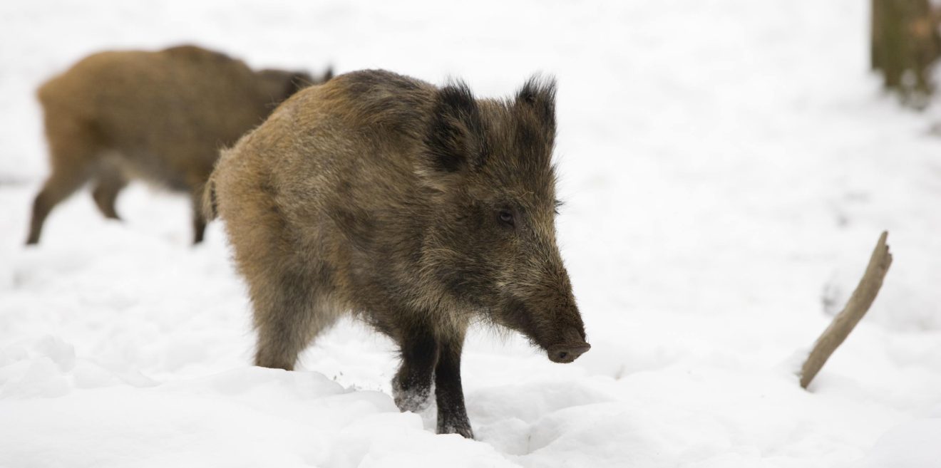Unser Positionspapier: Saufang Pig Brig nicht zulassen!