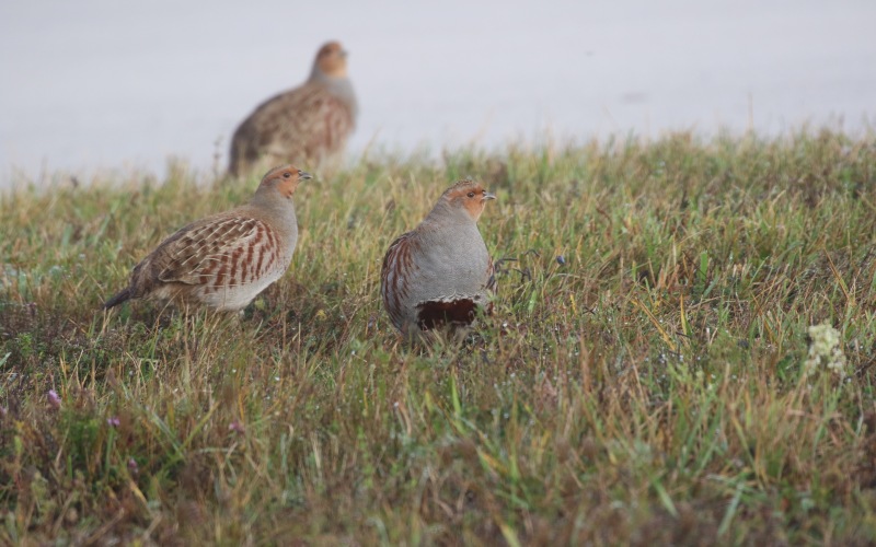 Auf einer kurz geschnittenen Wiese sitzen drei braun-graue huhnartige Vögel