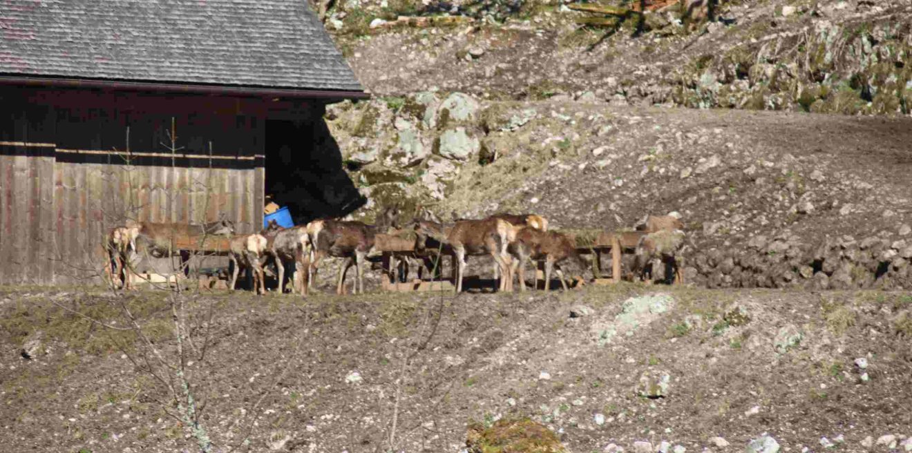 Nationalpark: ＂Effizientes Management＂ von Rotwild gescheitert