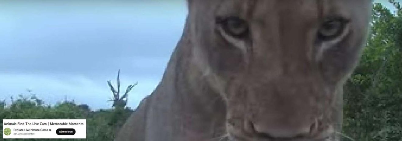 (c)youtube - Animals Find The Live Cam | Memorable Moments