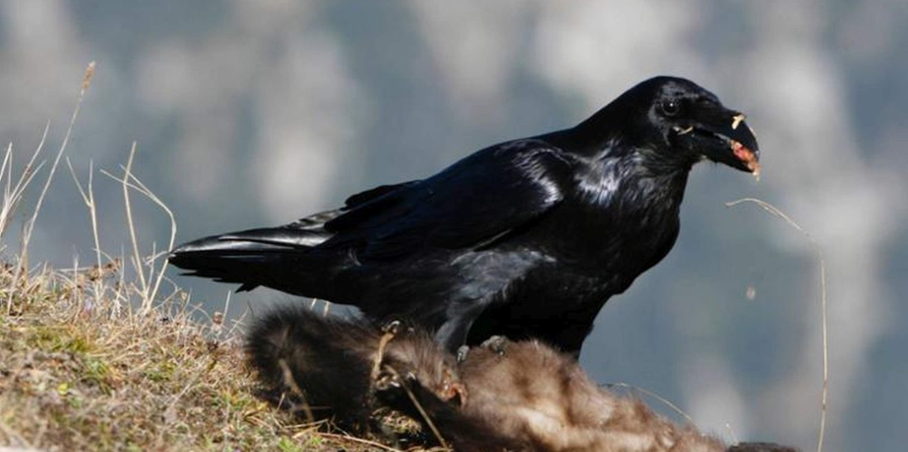 Artenvielfalt braucht auch Aas