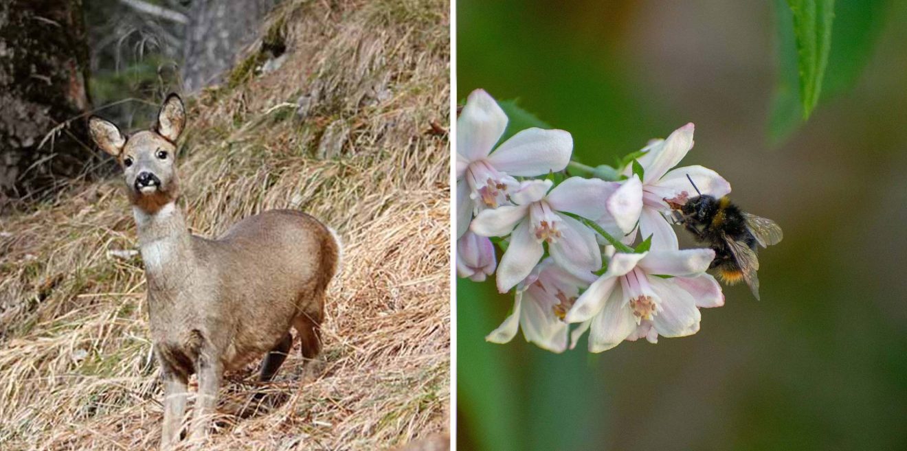 Waldwiesen mulchen ist immer schwierig für Insekten