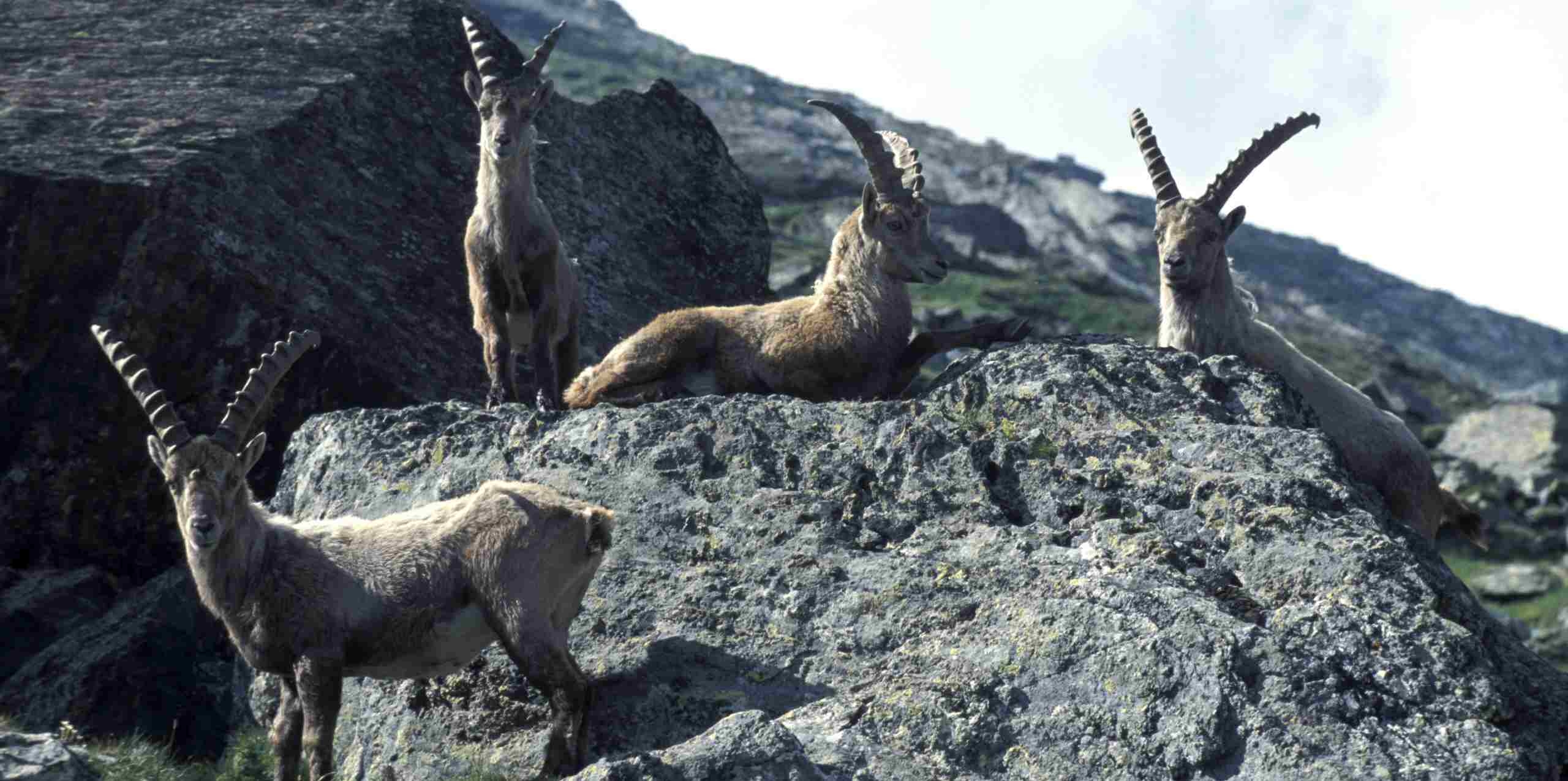 Auf einem Fels im Gebirge tummeln sich vier Steinböcke