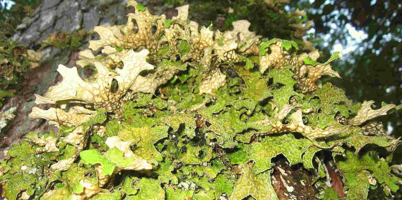 Bring seltene Flechten in den Wald zurück! Artenhilfsprojekt startet im Sommer