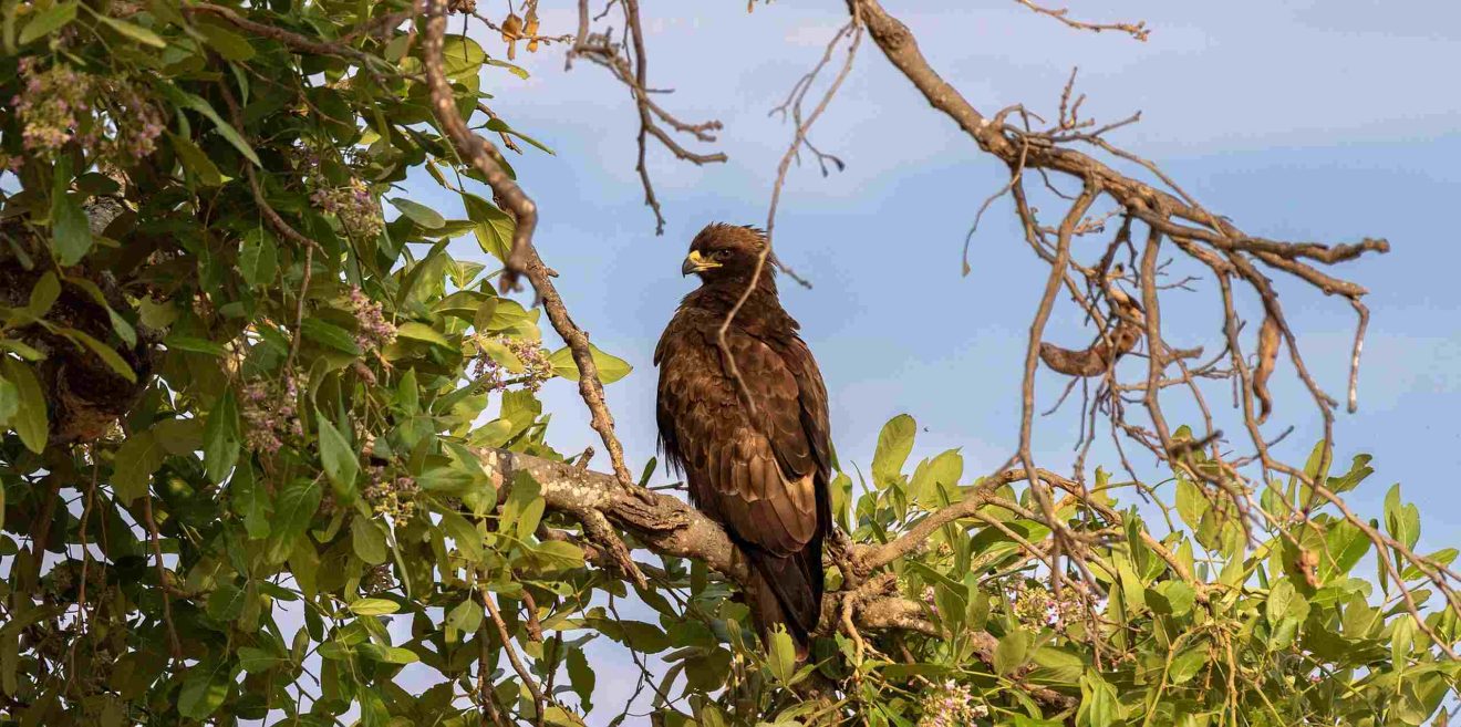 Deutsche Wildtier Stiftung - Am 3. März ist Welttag des Artenschutzes