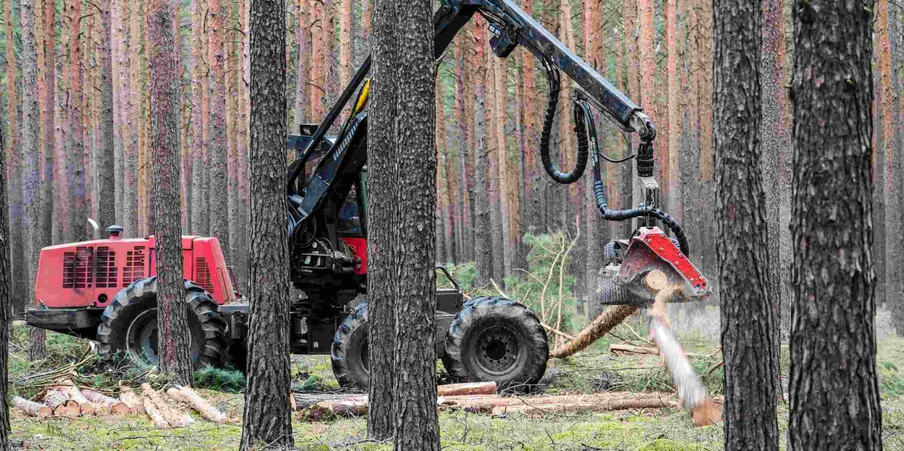 Wer hat Angst vorm bösen Baum?