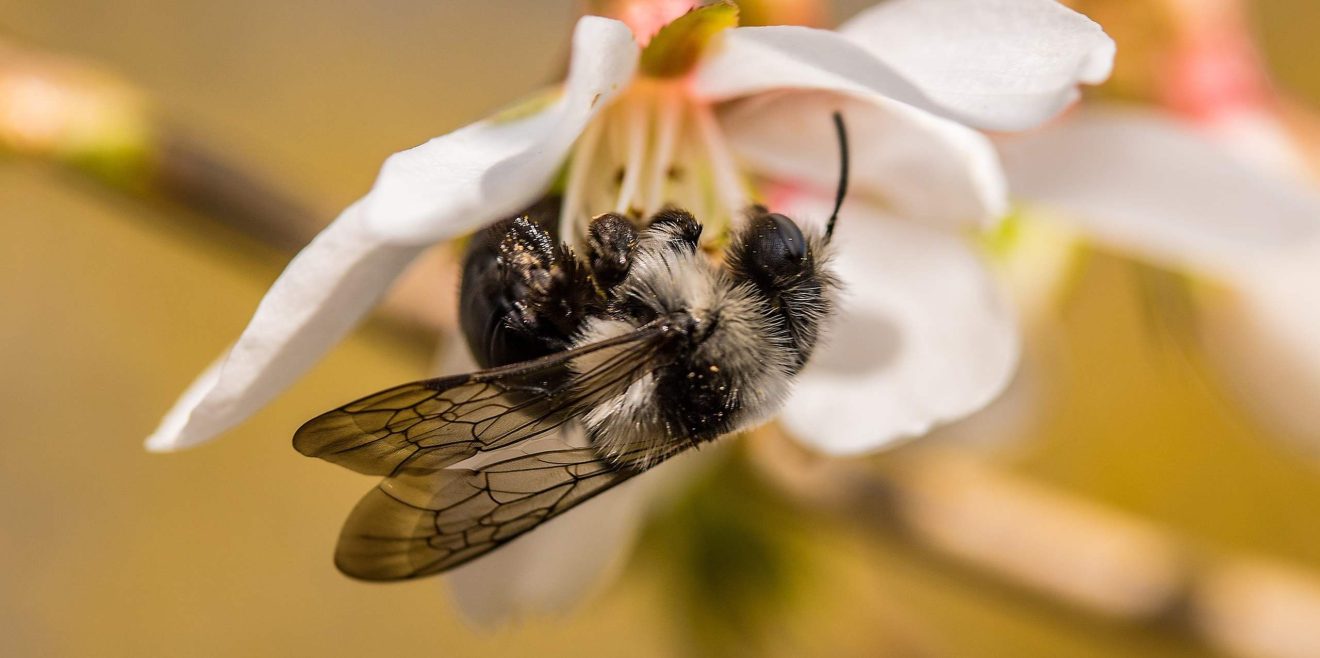 Neue Checkliste - wie geht es unseren Wildbienen?