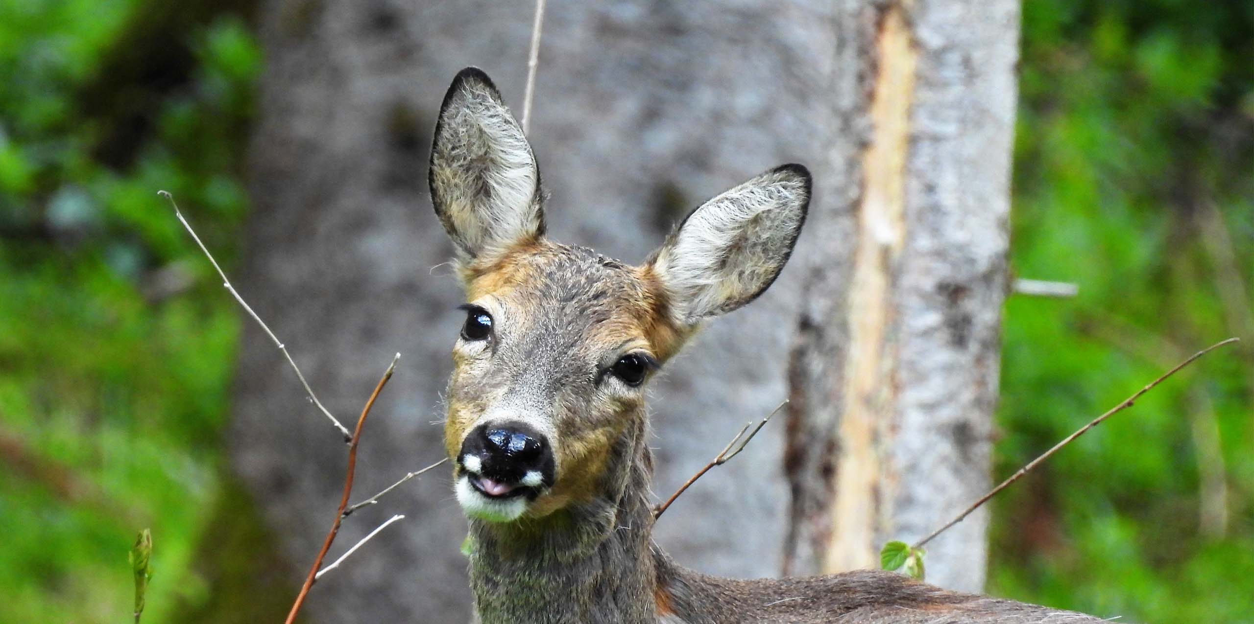 „Rehfriedhof“ im Wald bei Anger UPDATE