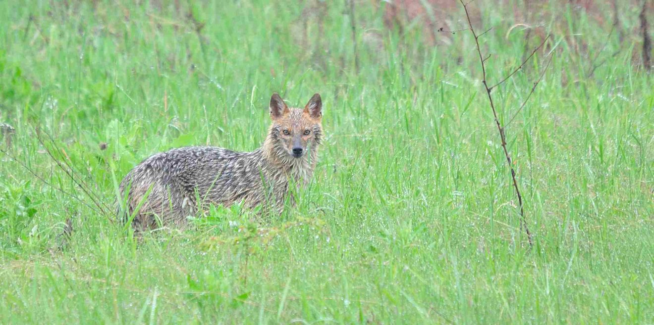 Zwischen Fuchs und Wolf - Goldschakale erobern fast unbemerkt den Kontinent