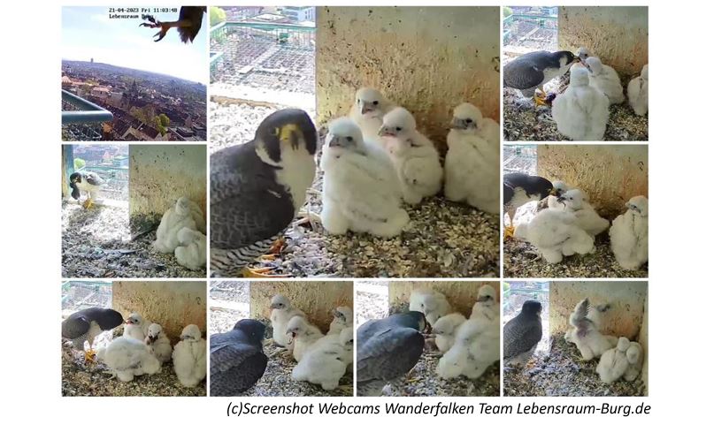 (c)Screenshot Lebensraum-Burg.de - Webcam Wanderfalken am Sinwellturm der Nürnberger Kaiserburg