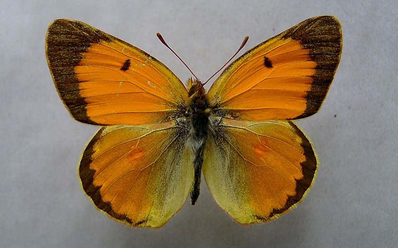 (c)Dumi - Wikimedia Commons - Colias myrmidone (Orangeroter Heufalter)